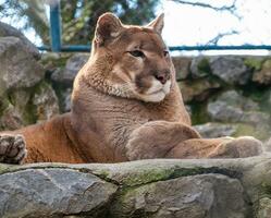 Mountain lion chilling out on a rock photo