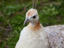 Albino peahen - head closeup photo