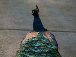 Beautifull peacock feathers - magic hour lighting photo