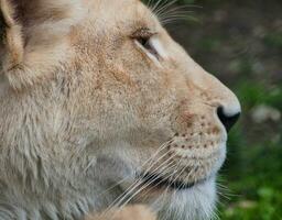 White lioness profile closeup shot photo