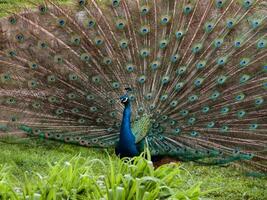 Peacock displays its plumage photo