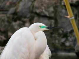 Snowy egret - head close up shot photo