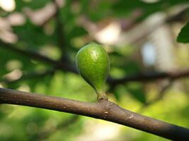 Green fig on small tree branch - closeup shot photo