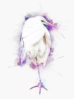 Snowy Egret - standing on one leg - illustration with color splashes photo