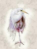 Snowy Egret - water color illustration - old paper background photo
