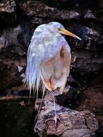 Snowy Egret - standing on one leg - low poly effect - floating polygons in the background photo