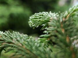 Green spruce twig with fine droplets of water photo
