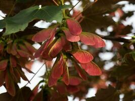 Red maple seeds with green maple leaf - closeup shot photo