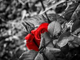 Red rose behind its leaves photo