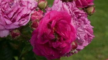 rosado rosas con pequeño abeja dentro el flor foto