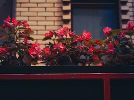 Small beautiful red flowers in a pot photo