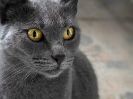 hermosa ruso azul gato con brillante amarillo ojos foto