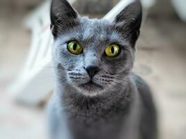 Beautiful russian blue cat - closeup shot photo