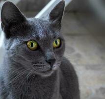 hermosa azul gato con sorprendentes amarillo ojos foto