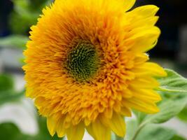 Closeup shot of beautiful sunflower photo