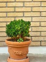 Small shrub plant in pot infront of yellow brick wall photo