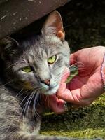Petting a beautiful stray cat photo