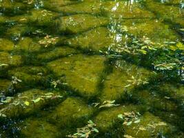 Clear small pond - stones and moss photo
