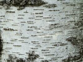 Birch bark texture - closeup shot photo