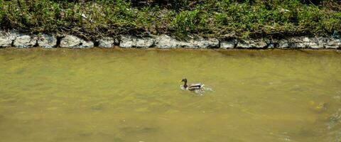 Single female duck swimming upstream photo