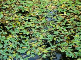 Green leaves floating in small pond photo