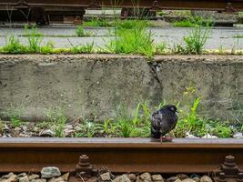 Lonely pigeon standing on train rail photo