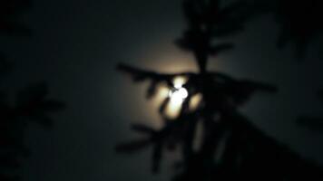 Bokeh effect - spruce tree in bright moonlight photo