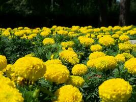 Field of beautiful yellow marigolds - closeup shot photo