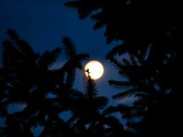 abeto ramas silueta en brillante luz de la luna foto