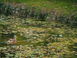 Female duck swimming in green pond photo