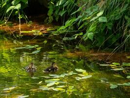 Two small ducklings near the edge of the pond photo