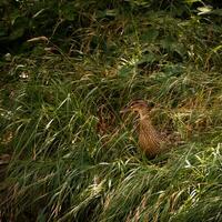 Female duck fully camouflaged in tall grass photo