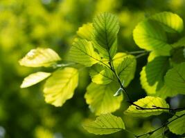 Closeup of beautiful small leaves washed in sunlight photo