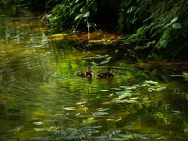 dos pequeño patitos nadando cerca el borde de el estanque foto