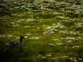 Mum duck and her duckling resting in the pond photo