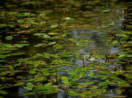 Waterlilies yet unbloomed in small pond photo