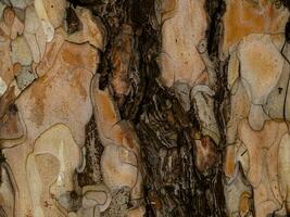 Tree bark texture with dark brown crack photo