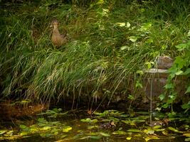 Female duck fully camouflaged in tall grass with two young ducklings swimming beneath in a pond photo