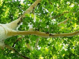 hermosa blanco sicomoro árbol con brillante verde hojas - Disparo desde abajo foto