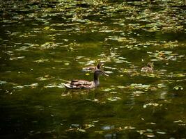 Mum duck and her ducklings swimming in small pond photo