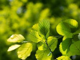 Beautiful small leaves washed in sunlight photo