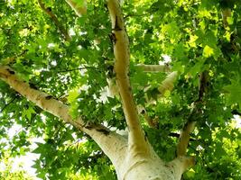 Beautiful white sycamore tree with bright green leaves photo