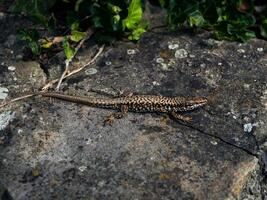 Cool small lizard resting on a small rock photo