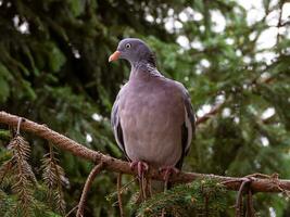 Pigeon standing on spruce branch photo