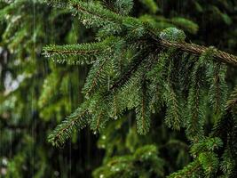 Spruce branch in rain - a detail from the forest photo