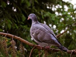 Pigeon on spruce branch photo