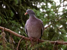 Beautiful pigeon standing on spruce branch photo