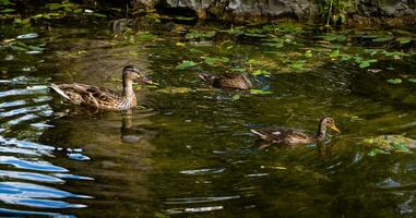 Tres hermosa patos nadando y buceo en un pacífico estanque foto