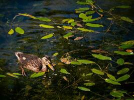 Small young duck swimming in a leaf covered pond photo