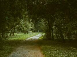 misterioso paso mediante el bosque foto